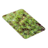 コケ帽子苔マグネット マグネット (右側)