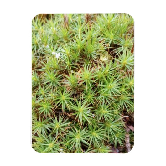 コケ帽子苔マグネット マグネット (縦)