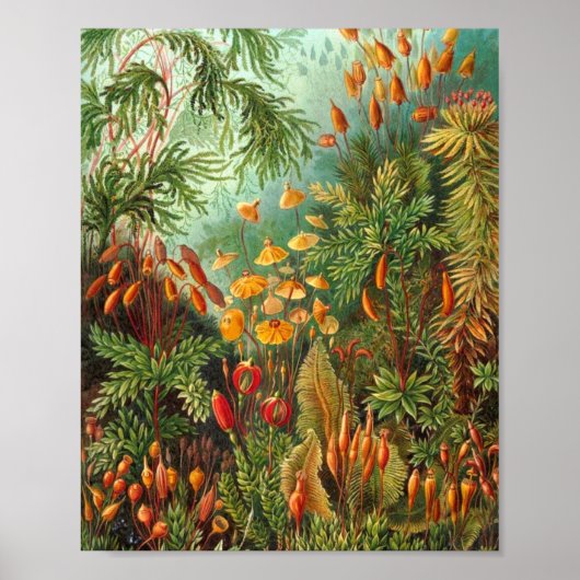 コケ – エルンストヘッケル ポスター (正面)