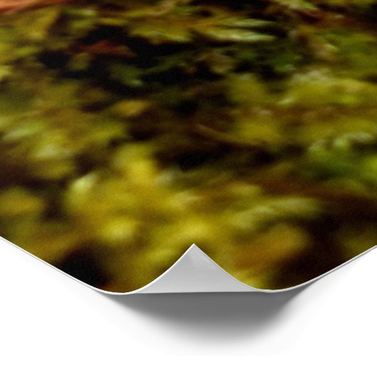 コケ ポスター (角)