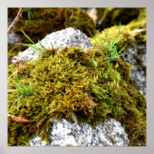 コケ ポスター (正面)