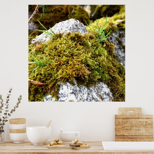 コケ ポスター (キッチン)