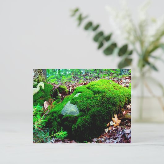 コケ ポストカード (スタンド正面)