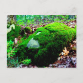 コケ ポストカード (正面)