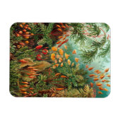 コケ（ムシナエ）バイヘッケル マグネット (横)