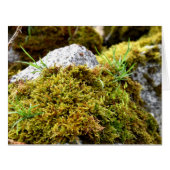 コケ、春目覚め (正面横)