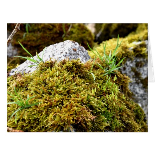 コケ、春目覚め (正面横)