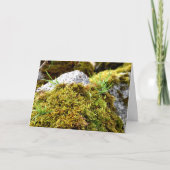 コケ、春目覚め カード (正面)