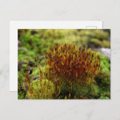 コケ、春目覚め ポストカード (正面/裏面)