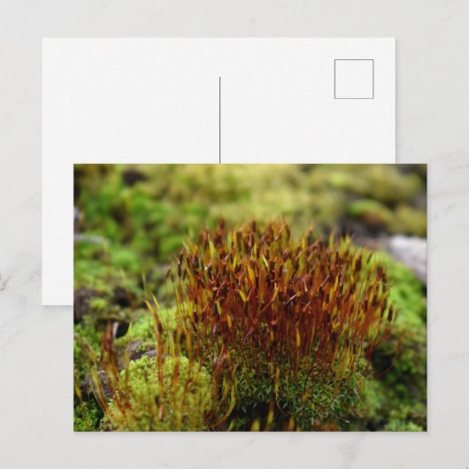 コケ、春目覚め ポストカード (正面/裏面)