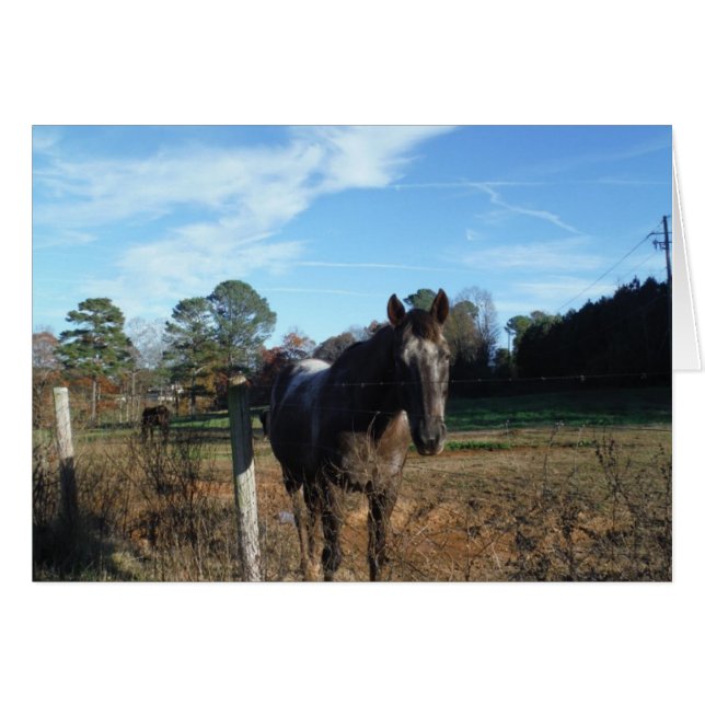 ココとクリームブラウン (正面横)