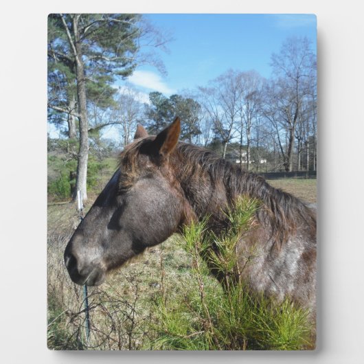 ココとクリーム色の馬 フォトプラーク (正面)