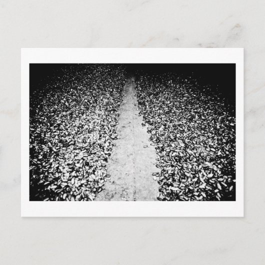 ココアの両面 ポストカード (正面)