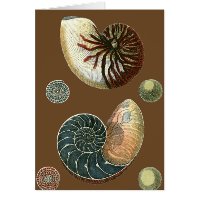 ココアシェル (正面)