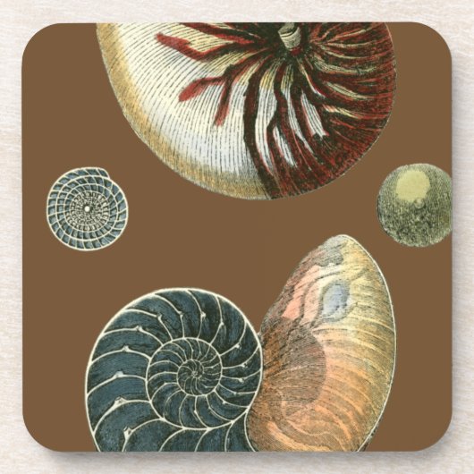 ココアシェル コースター (正面)