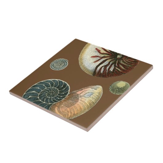 ココアシェル タイル (側面)