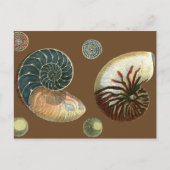 ココアシェル ポストカード (正面)