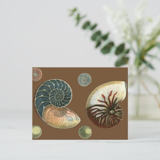 ココアシェル ポストカード (スタンド正面)