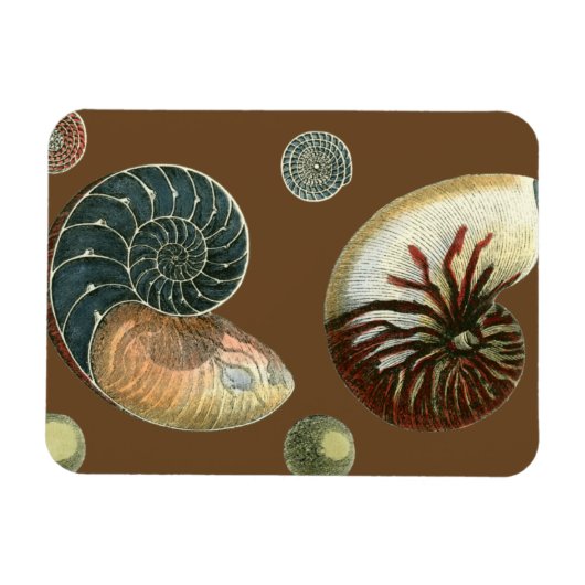 ココアシェル マグネット (横)