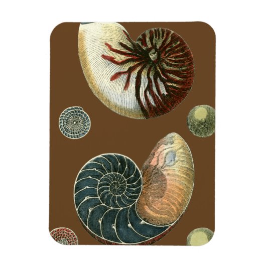 ココアシェル マグネット (縦)