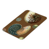 ココアシェル マグネット (左側)