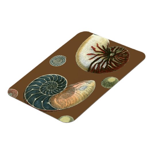 ココアシェル マグネット (左側)