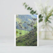 ココアバレーのクニディオのワックスパーム ポストカード (スタンド正面)