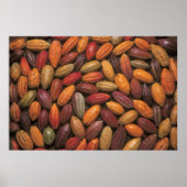 ココアポッド ポスター (正面)