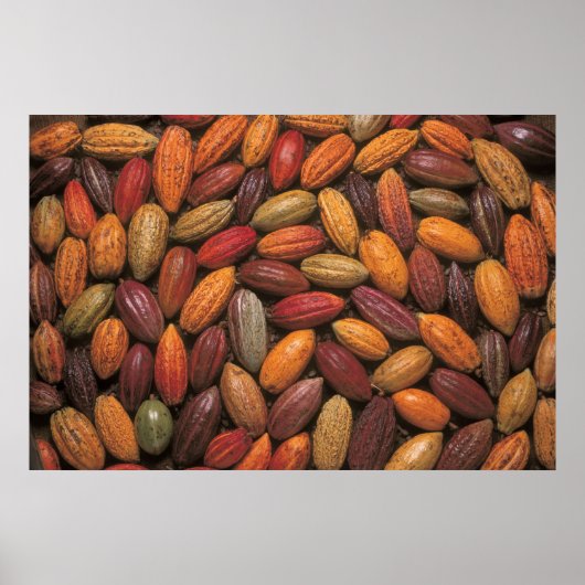 ココアポッド ポスター (正面)