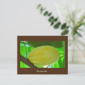 ココアポッド ポストカード (スタンド正面)