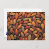 ココアポッド ポストカード (正面/裏面)