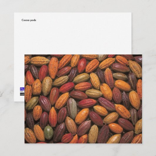 ココアポッド ポストカード (正面/裏面)
