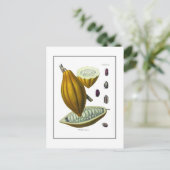 ココア豆ヴィンテージイラストレーションカード ポストカード (スタンド正面)