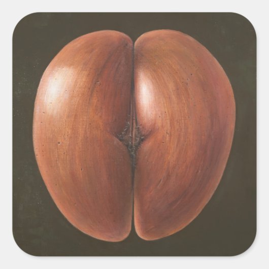 ココデメルモルディブ2012 スクエアシール (正面)