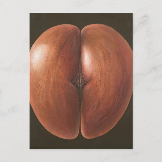 ココデメルモルディブ2012 ポストカード (正面)