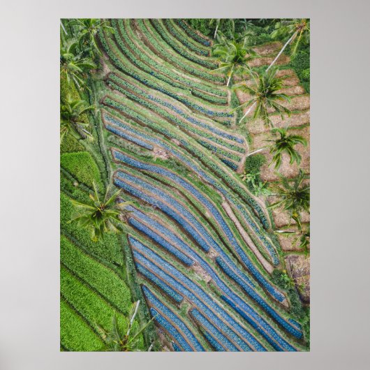 ココナッツの木の間の絵画川 ポスター (正面)