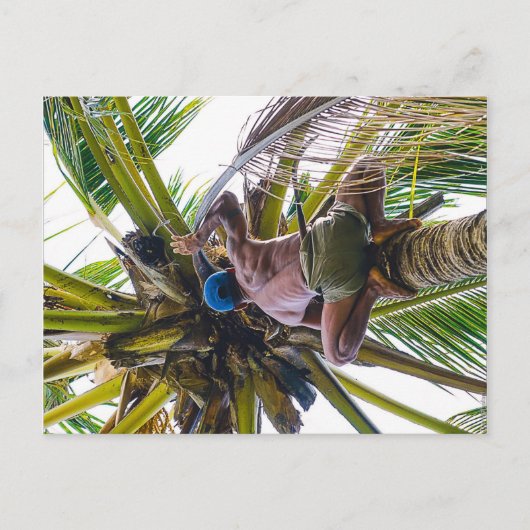 ココナッツをクリーンアップする時間 ポストカード (正面)