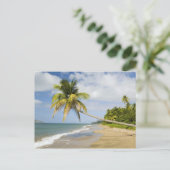 ココナッツグローブビーチアットカデスベイ,セント2 ポストカード (スタンド正面)