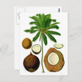 ココナッツツリーボタニカルイラストレーション ポストカード (正面/裏面)