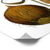 ココナッツツリーボタニカルプリント#1トロピカルアートデコール ポスター (角)