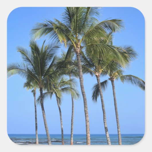 ココナッツツリー スクエアシール (正面)