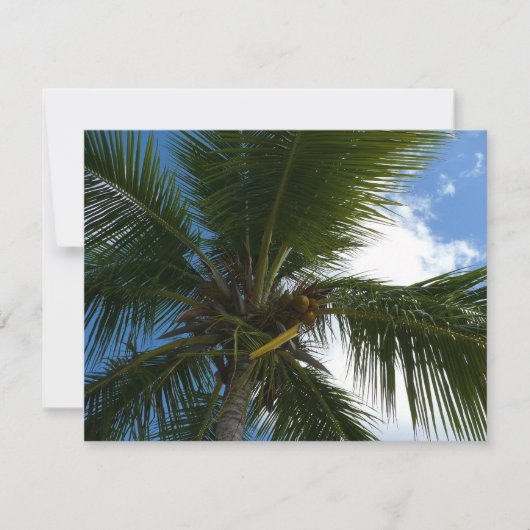 ココナッツパームツリートロピカル自然 (正面)