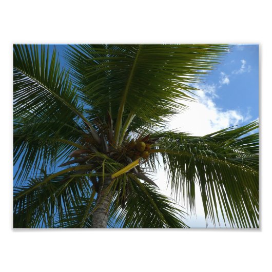 ココナッツパームツリートロピカル自然 フォトプリント            (正面)