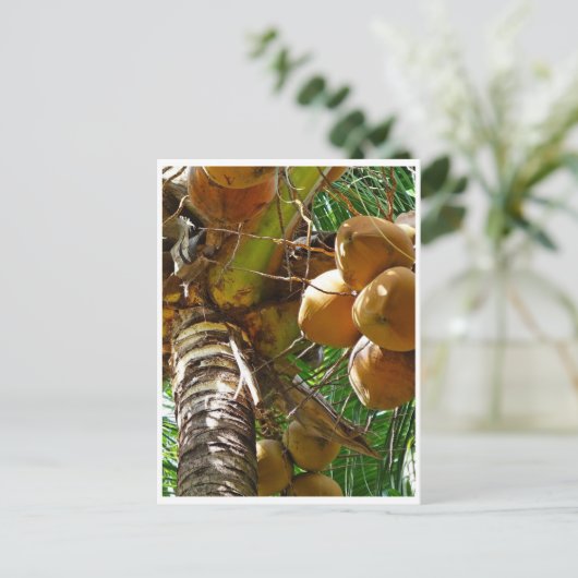 ココナッツヤシの木で成長するココナッツ ポストカード (スタンド正面)