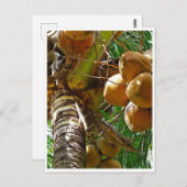 ココナッツヤシの木で成長するココナッツ ポストカード (正面/裏面)