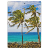 ココナッツヤシの木(Cocos nucifera)が揺れる クリップボード (裏面)