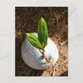 ココナッツヤシ ポストカード (正面)