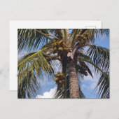 ココパーム葉書 ポストカード (正面/裏面)