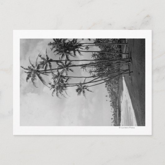 ココヤシの木-ハワイ諸島の写真 ポストカード (正面)