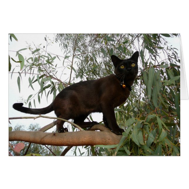 ココヤシ (正面横)